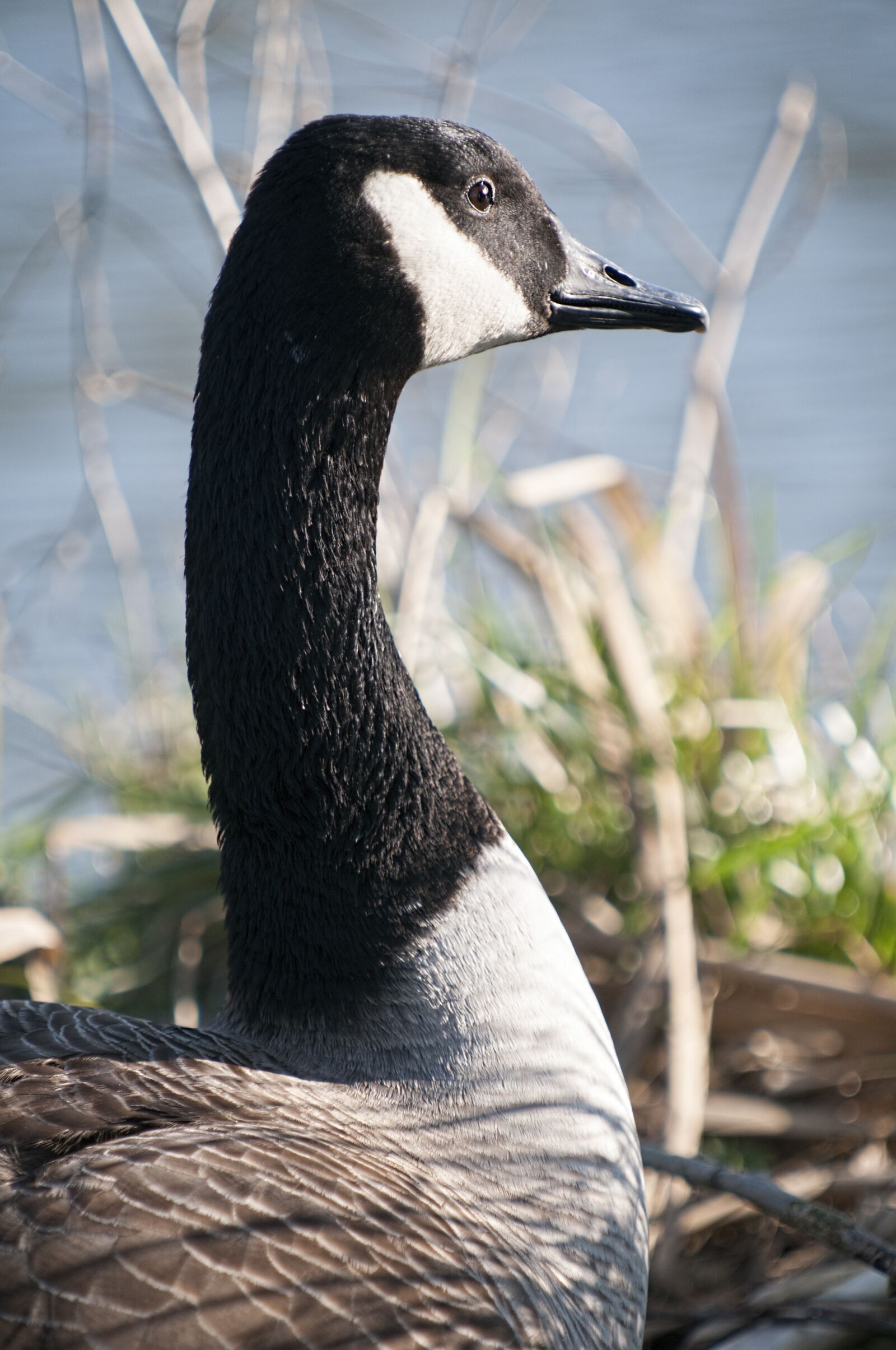 Nikon D300 sample photo. Duck, nature, birds photography