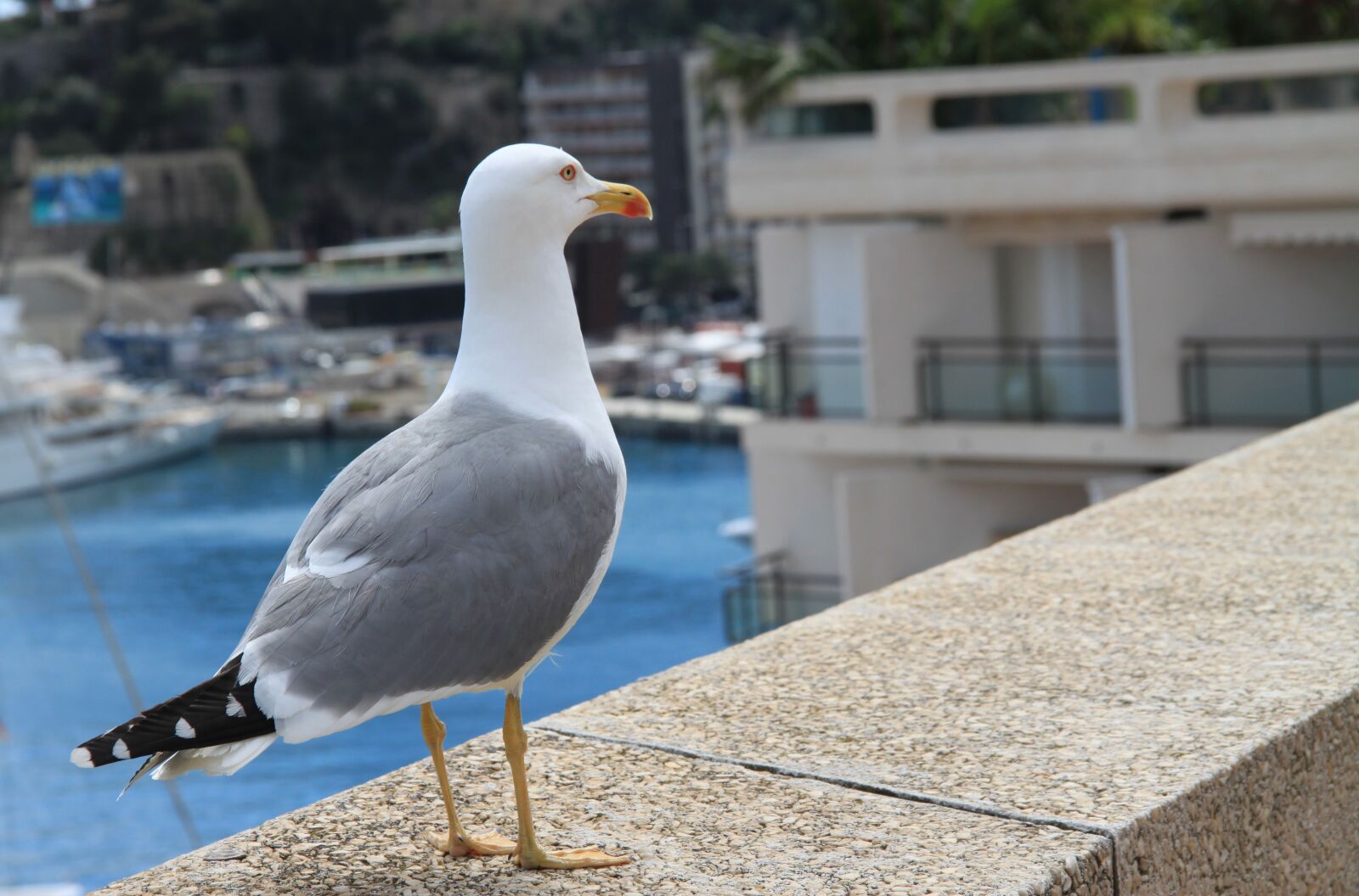 Canon EOS 500D (EOS Rebel T1i / EOS Kiss X3) sample photo. Sea gull, gull, sea photography