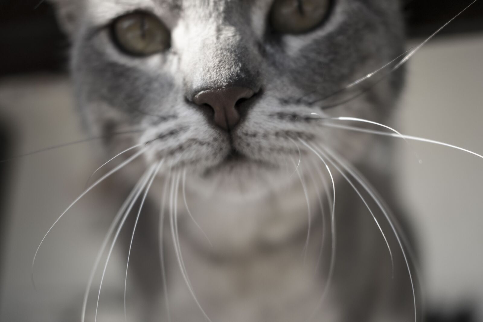 Nikon D3300 sample photo. Cat, animals, portrait photography