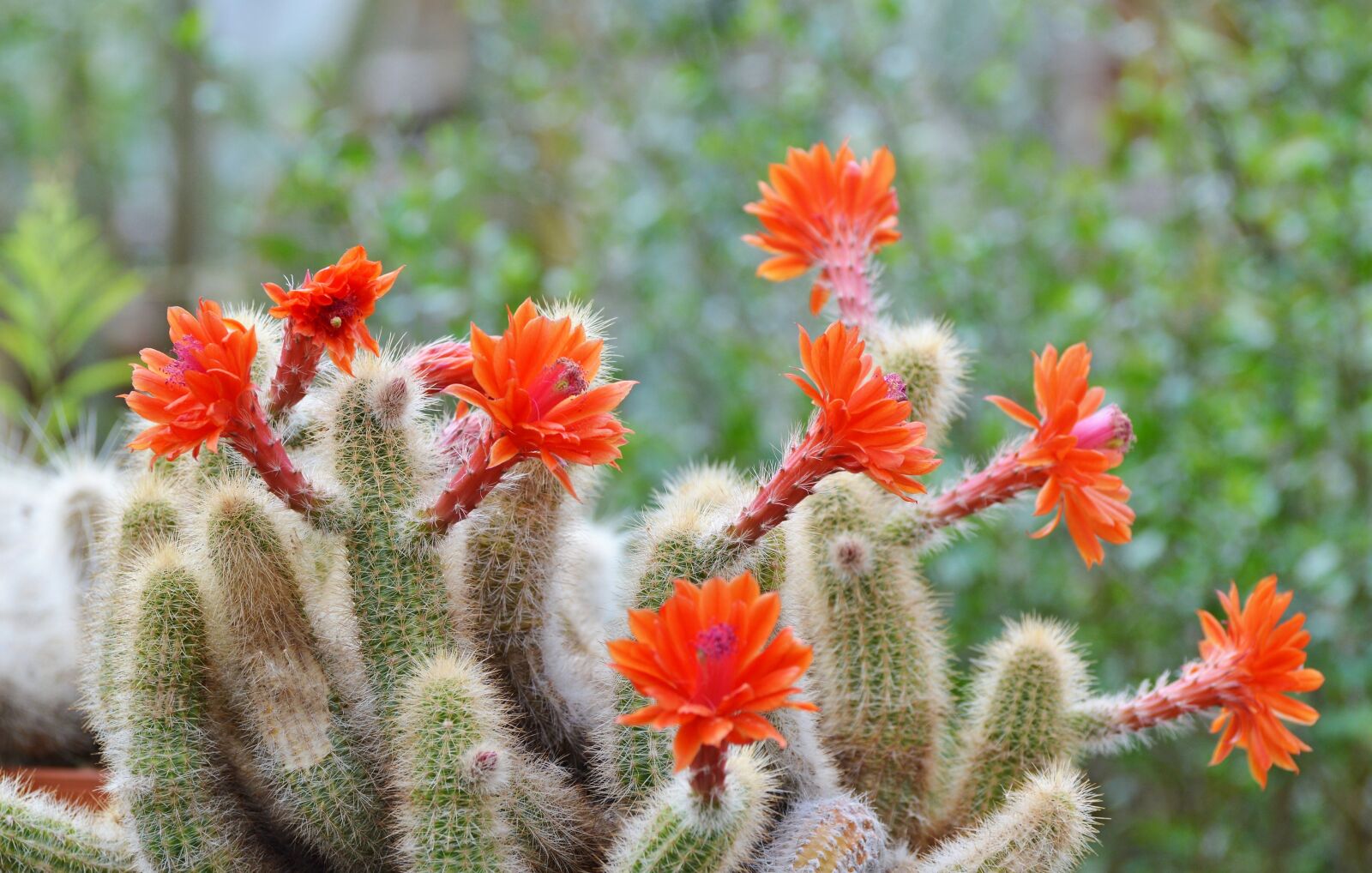 Nikon D3200 sample photo. Cactus, spur, flowers photography
