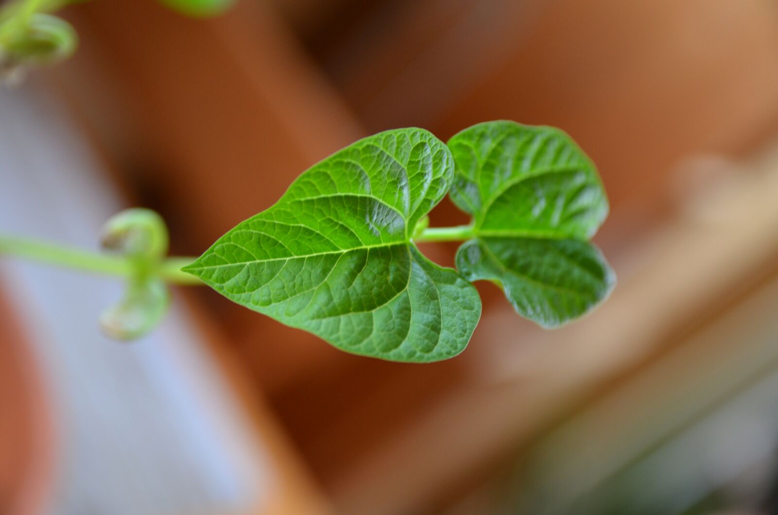 Nikon D5100 sample photo. Bean, leaf, plant photography