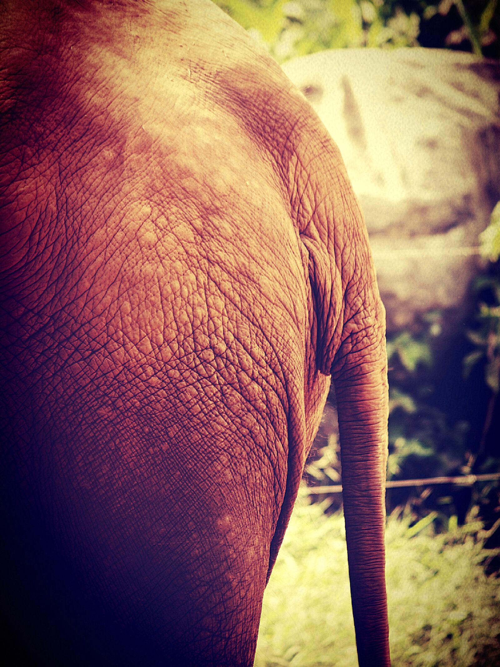 Olympus E-300 (EVOLT E-300) sample photo. African, aged, animal photography