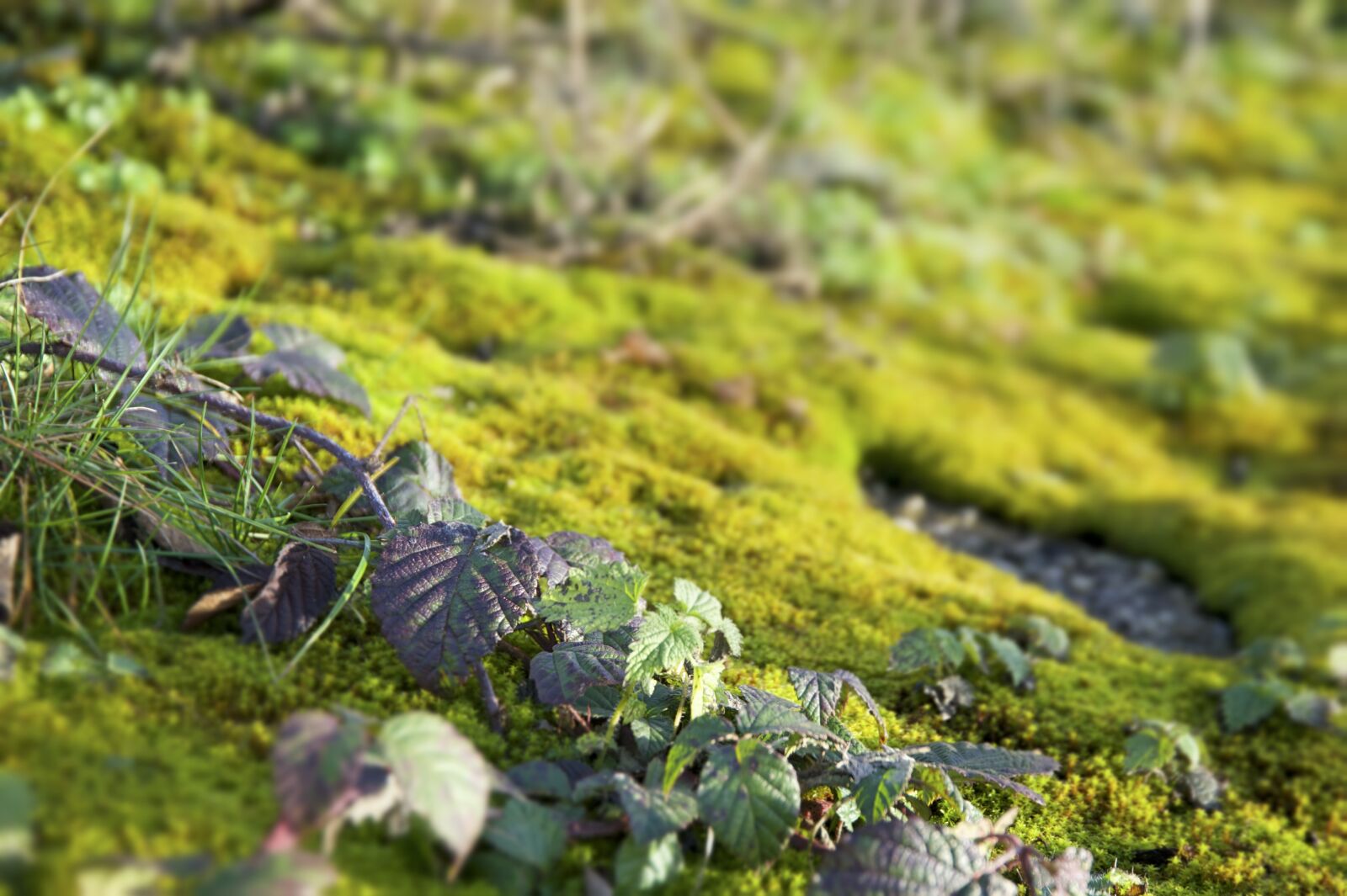 Nikon D700 sample photo. Nature, moss, plant photography