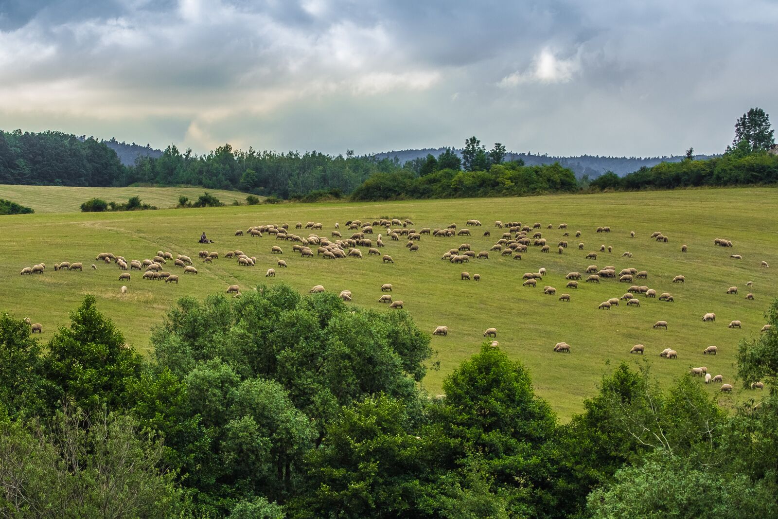 Canon EOS 60D + Canon EF 100-400mm F4.5-5.6L IS USM sample photo. Sheep, the countryside, herd photography