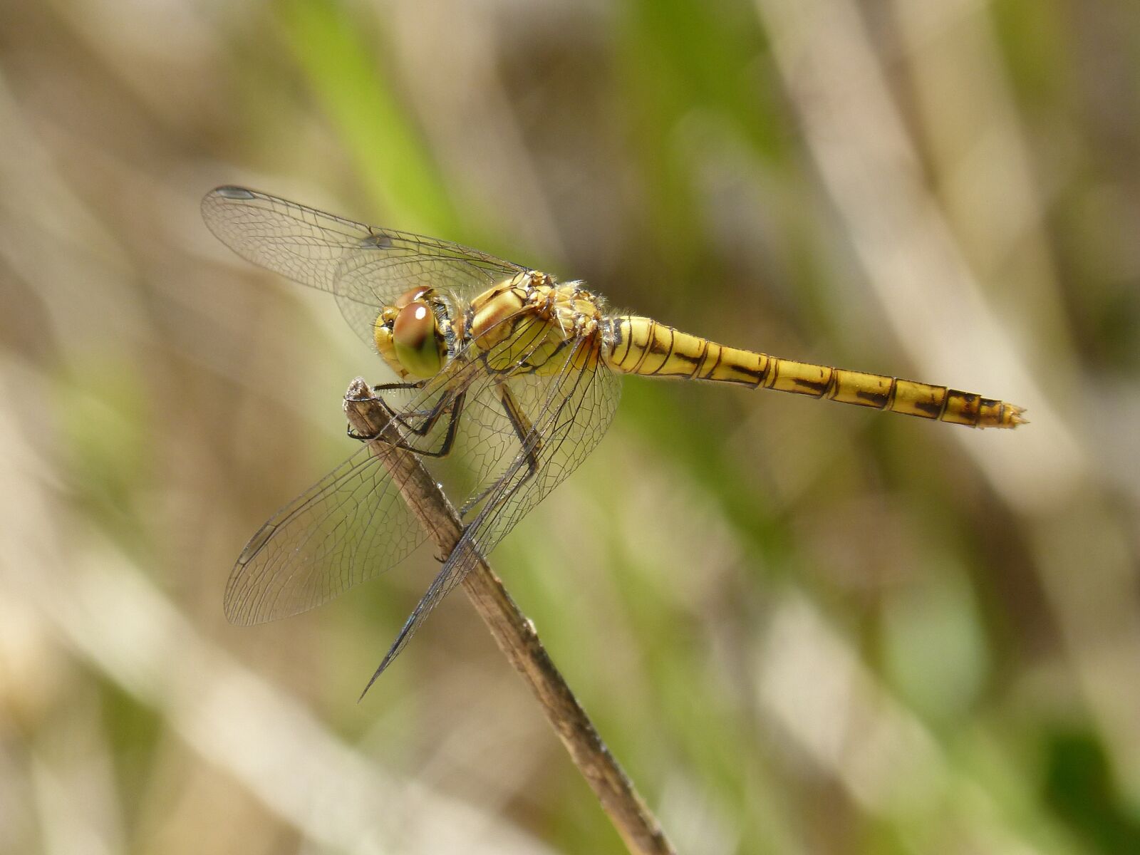 Panasonic DMC-FZ62 sample photo. Dragonfly, yellow dragonfly, cordulegaster photography