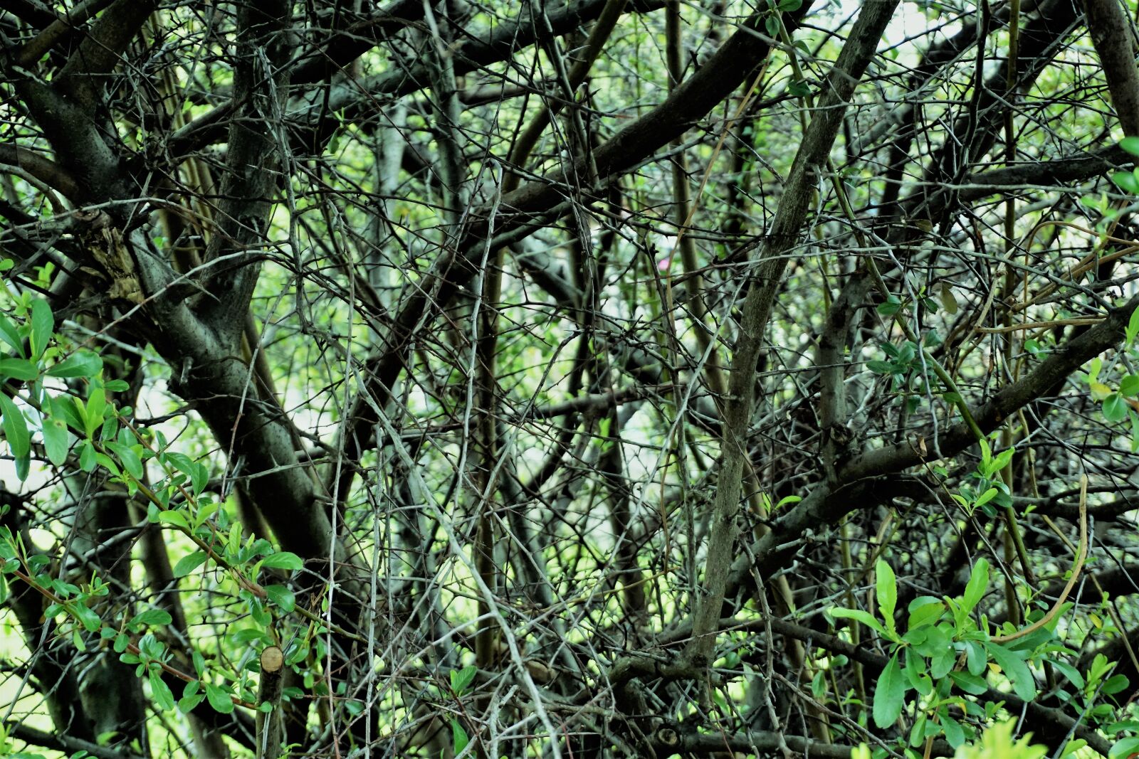 Sony a6000 sample photo. Nature, wood, tree photography