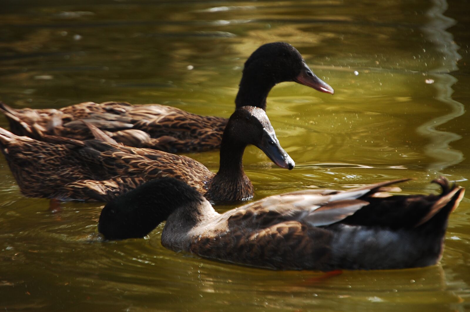 Nikon D40 sample photo. Duck, animals, plumage photography