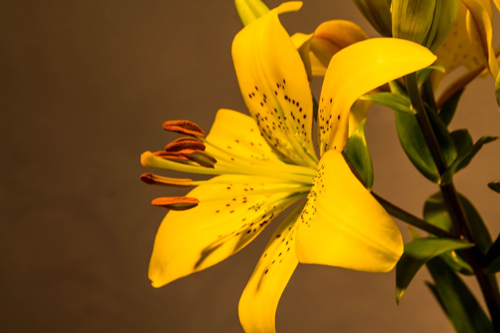 Tamron SP AF 17-50mm F2.8 XR Di II LD Aspherical (IF) sample photo. Flowers, lily, nature photography