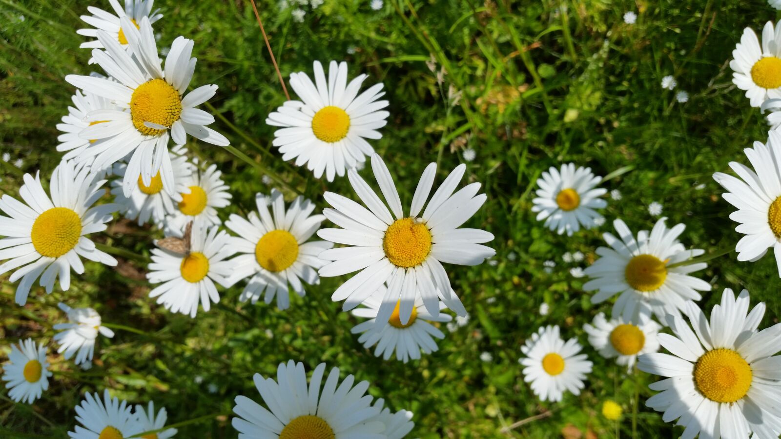 Samsung Galaxy S5 sample photo. Daisy, flower, summer photography