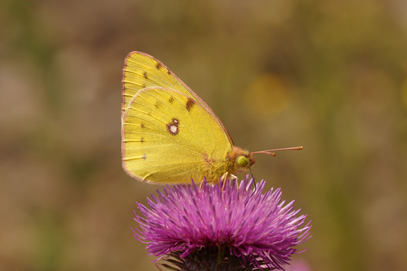 Sony SLT-A65 (SLT-A65V) sample photo. Butterfly, golden eight, nature photography