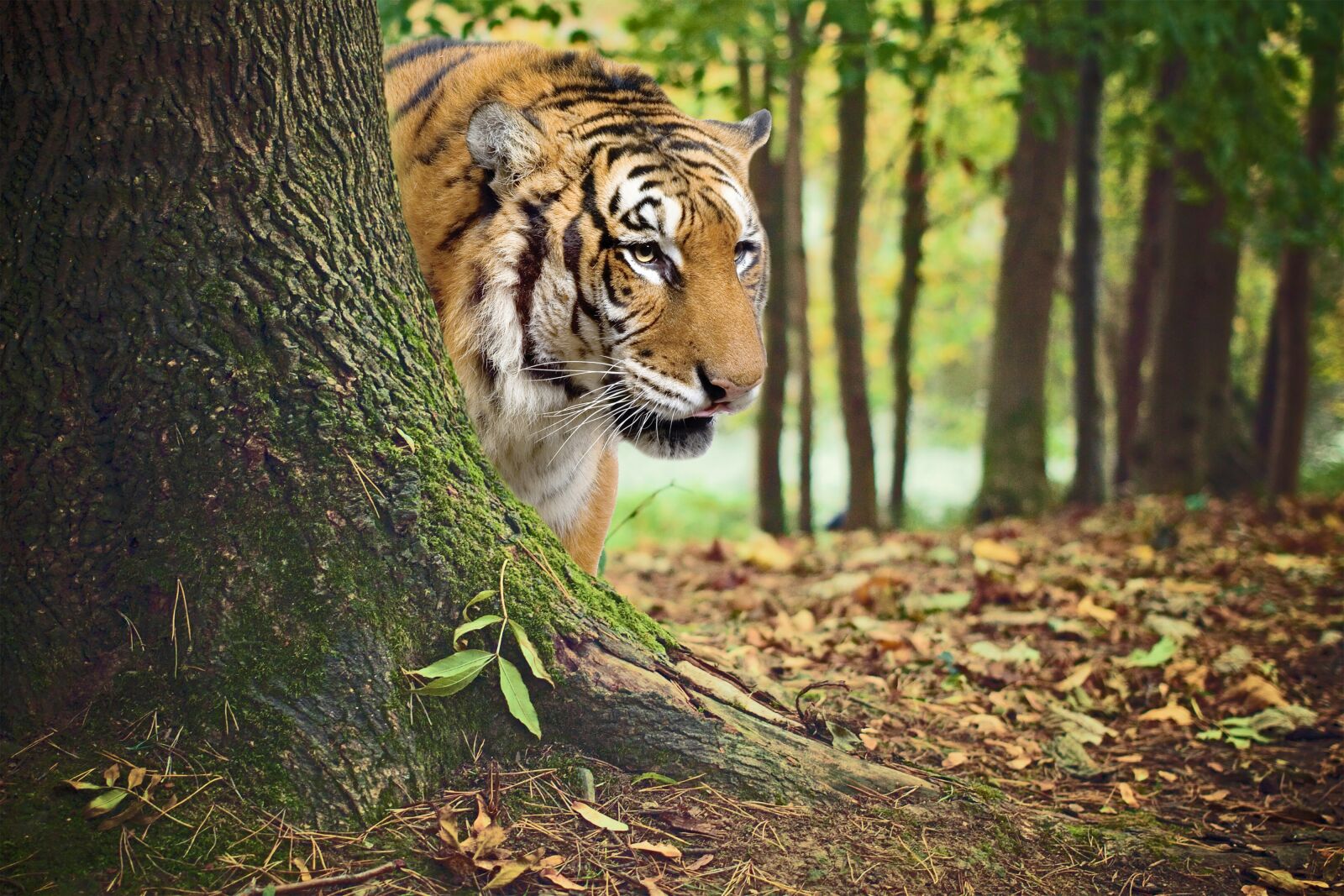 Canon EOS 700D (EOS Rebel T5i / EOS Kiss X7i) sample photo. Animal, tiger, india photography