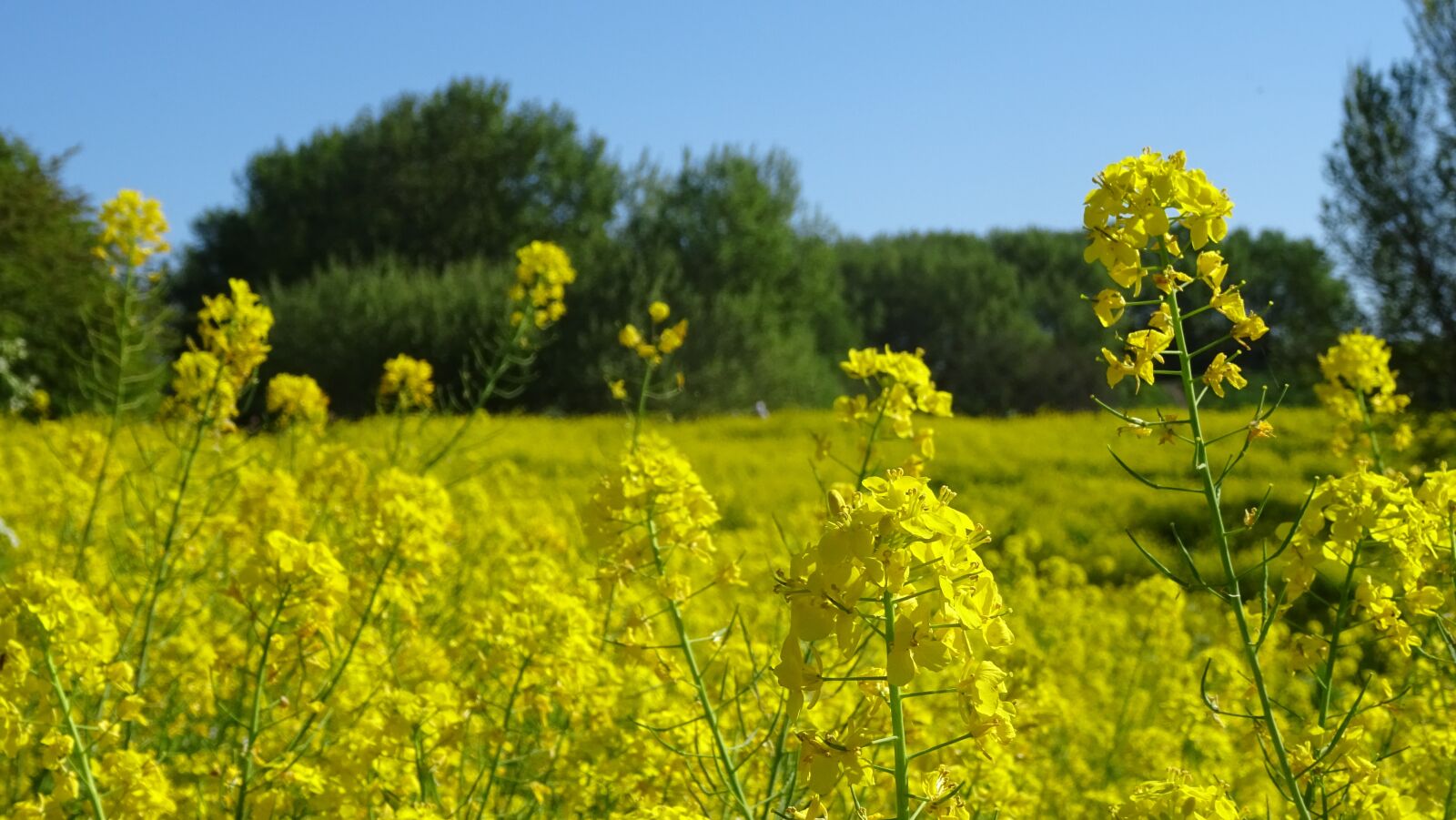Sony DSC-HX60 sample photo. Spring, yellow, flowers photography