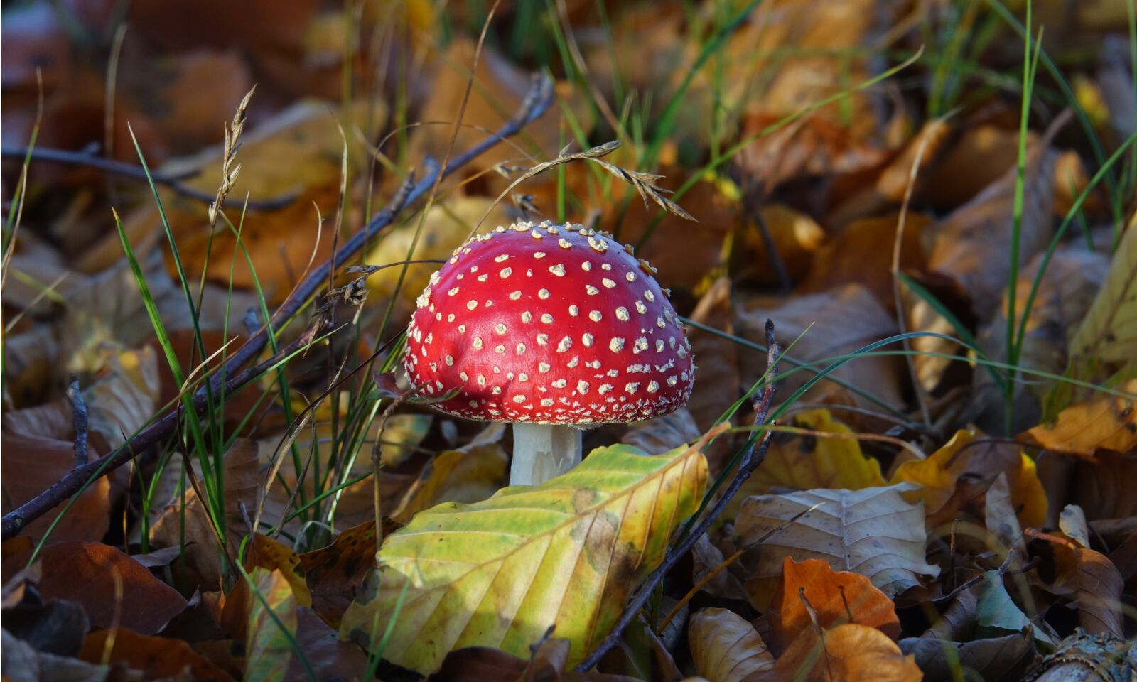 Sony Cyber-shot DSC-RX10 III sample photo. Mushrooms, mushroom, fly agaric photography