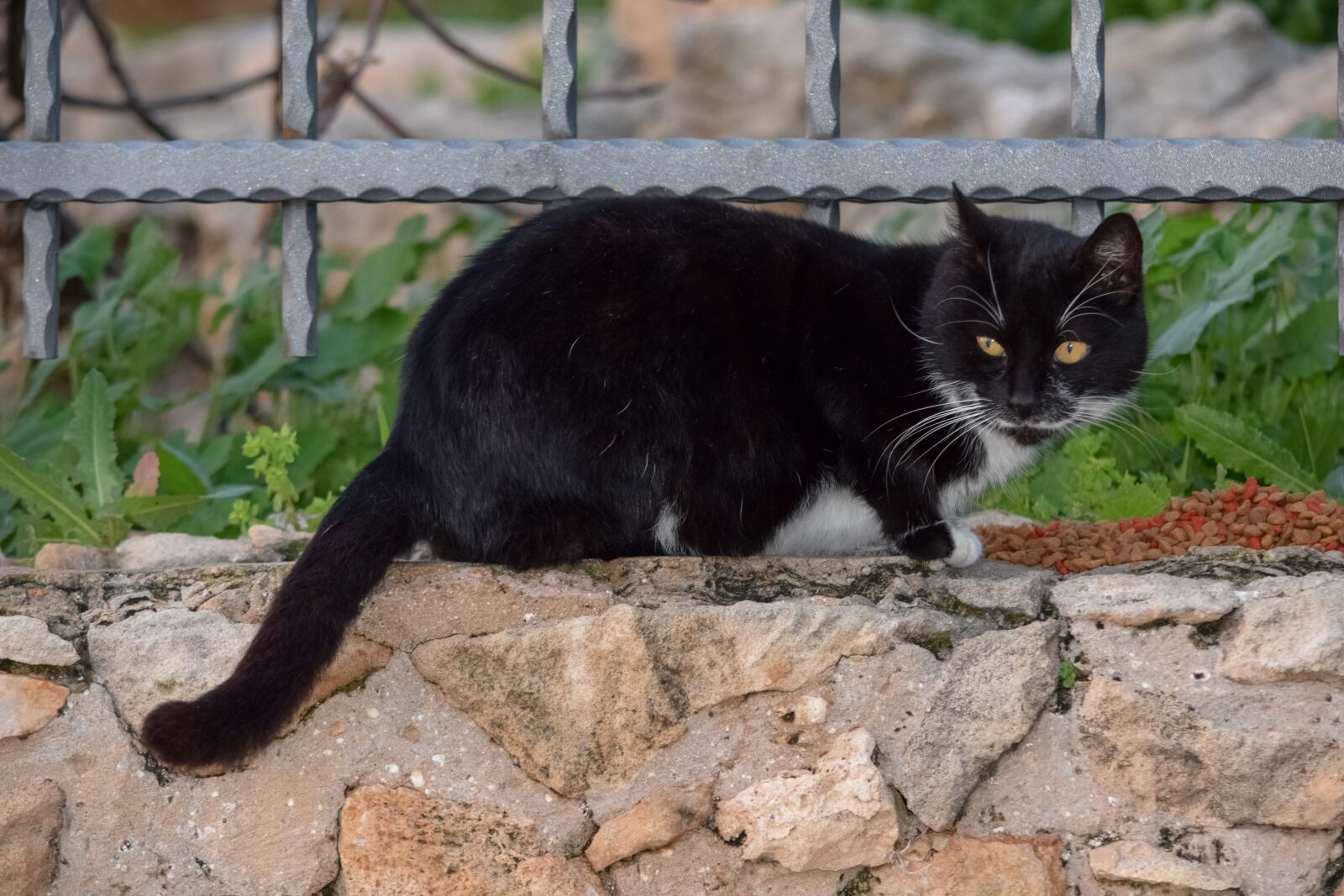Nikon D3300 sample photo. Animal, nature, mammal photography