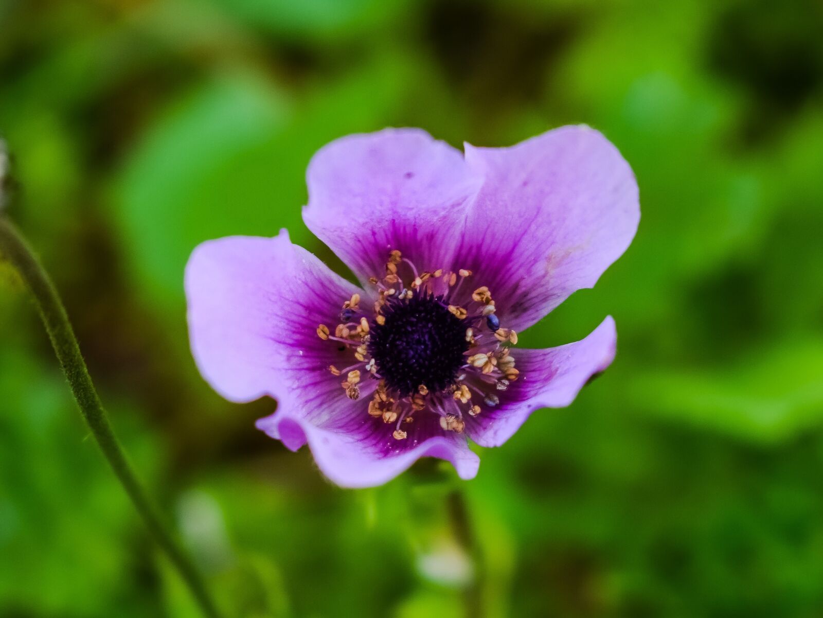 Nikon D3300 sample photo. Flower, nature, flora photography