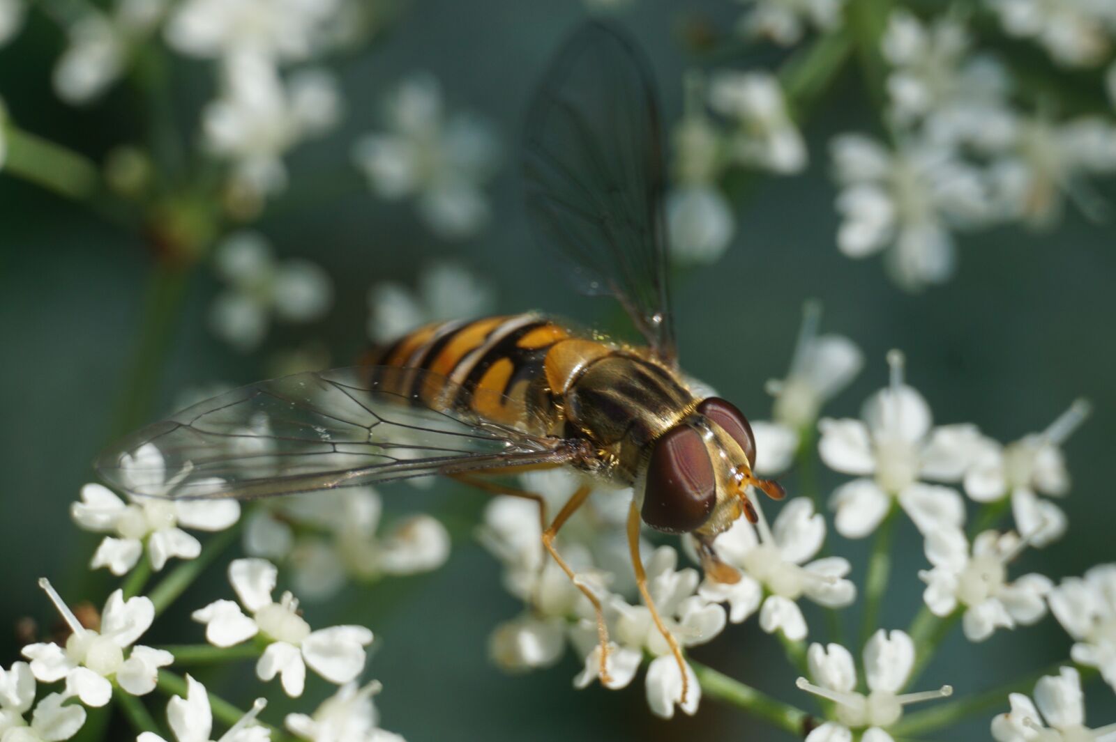 Sony a6000 sample photo. Hoverfly, episyrphus balteatus, insect photography