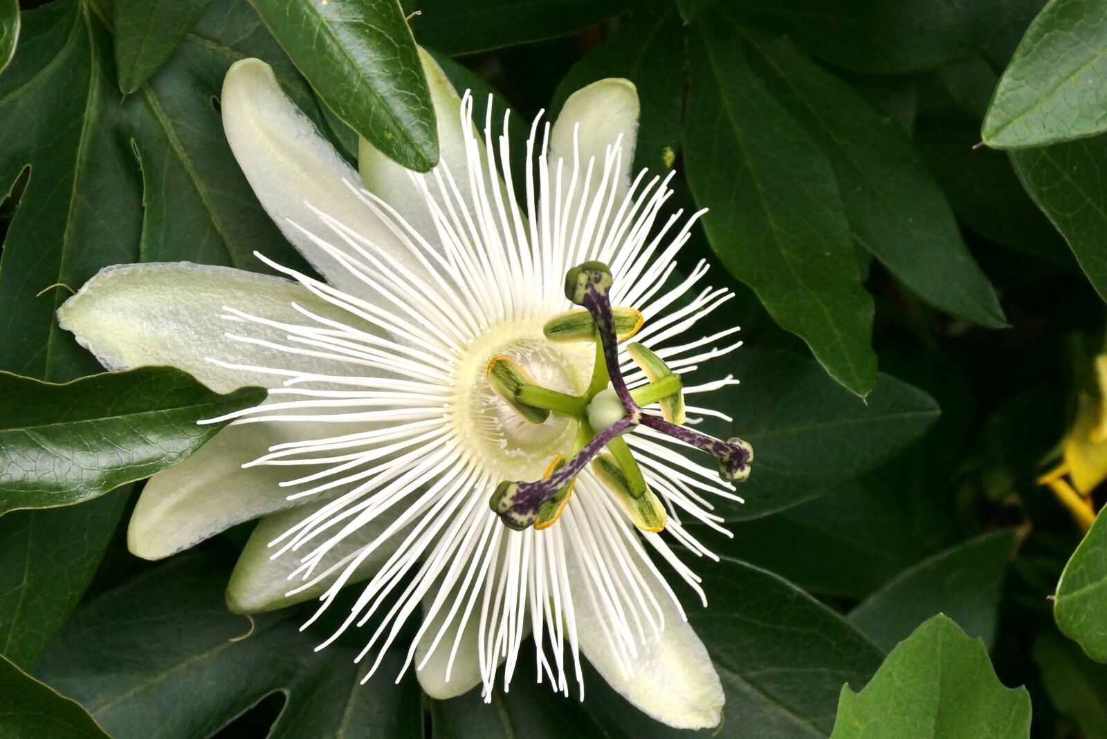 Panasonic Lumix DC-ZS70 (Lumix DC-TZ90) sample photo. White passion flower, bloom photography
