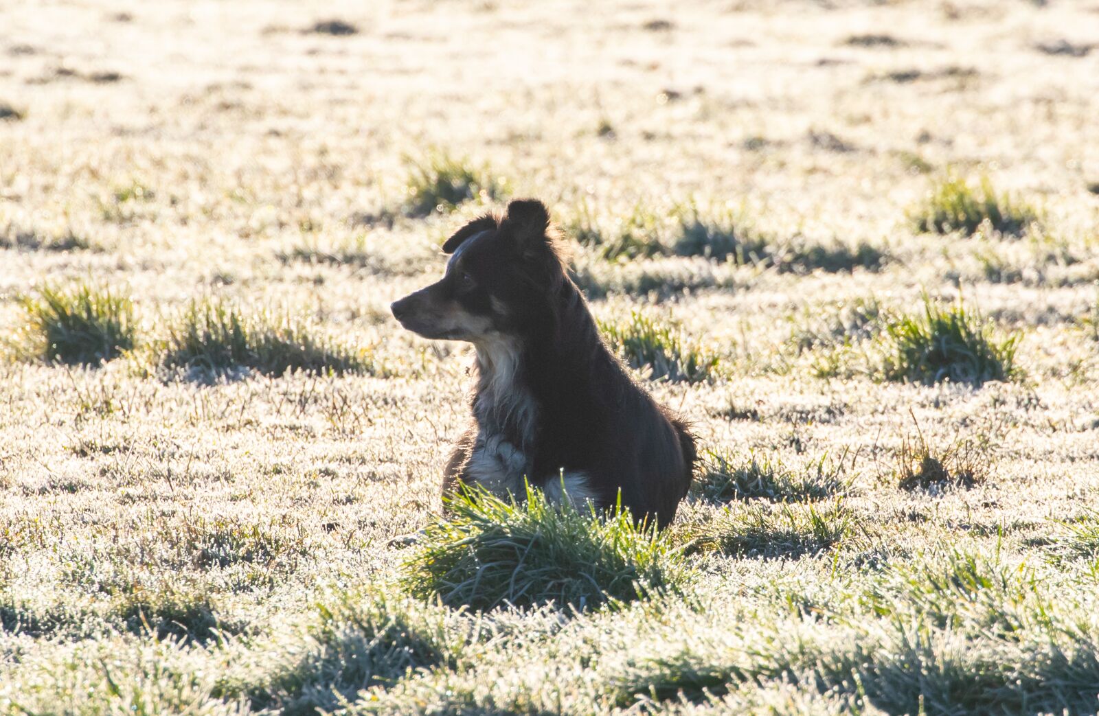 Canon EOS 7D Mark II sample photo. Border collie, tri colour photography