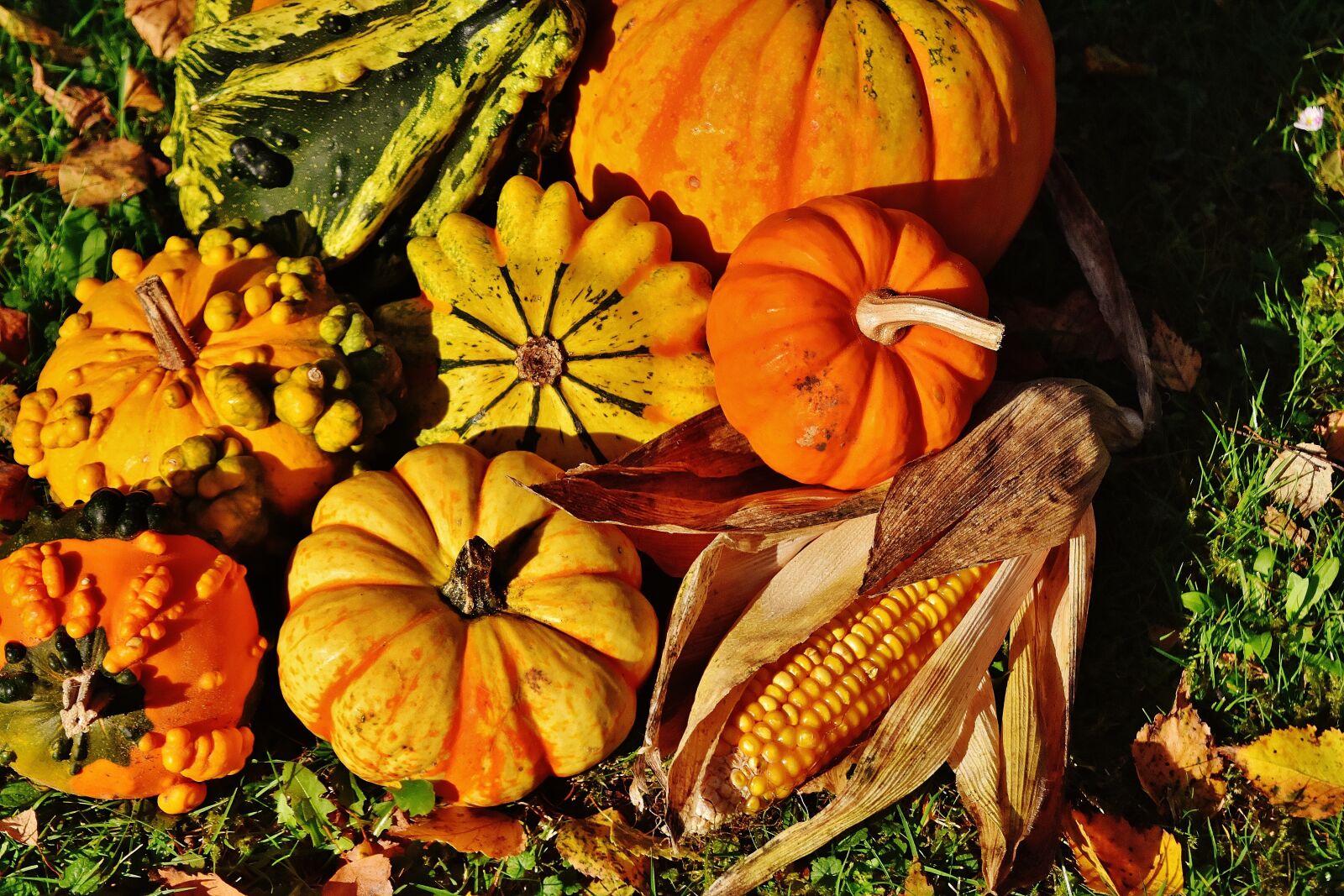 Nikon D7200 sample photo. Pumpkins, decorative squashes, nature photography