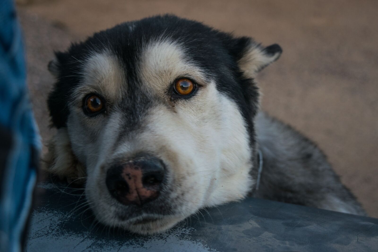 Nikon D3300 sample photo. Portrait, dog, look photography