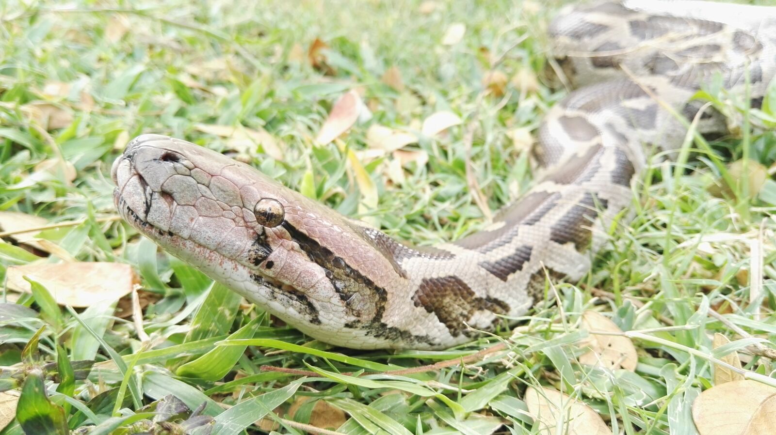 HUAWEI P8 sample photo. Beautiful, huawei, mobile, snake photography