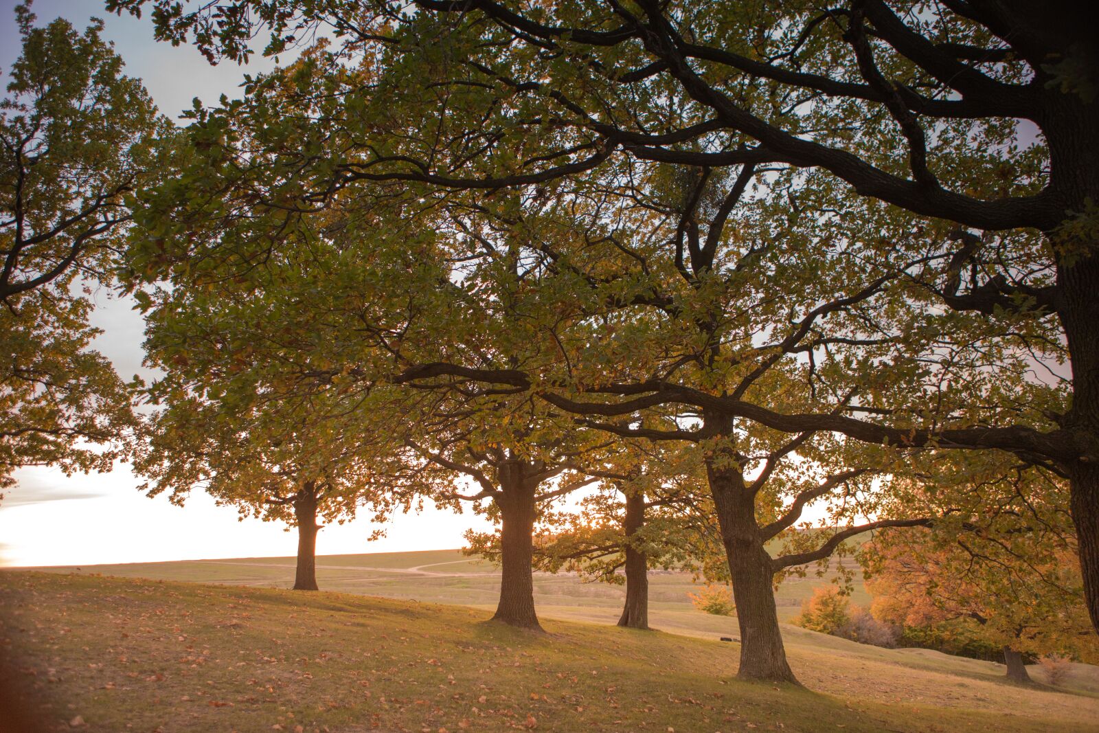 Canon EF 24-70mm F2.8L USM sample photo. Tree, nature, autumn photography