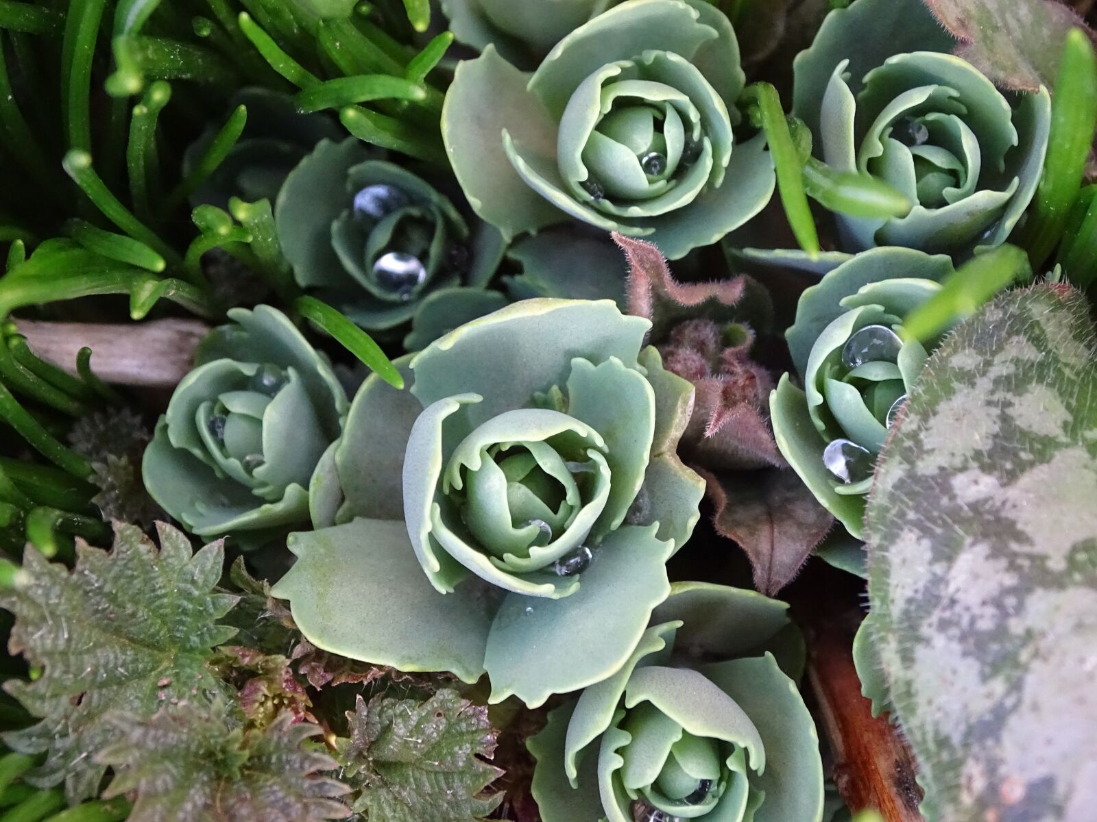 Sony Cyber-shot DSC-HX400V sample photo. Plant, nature, leaf photography