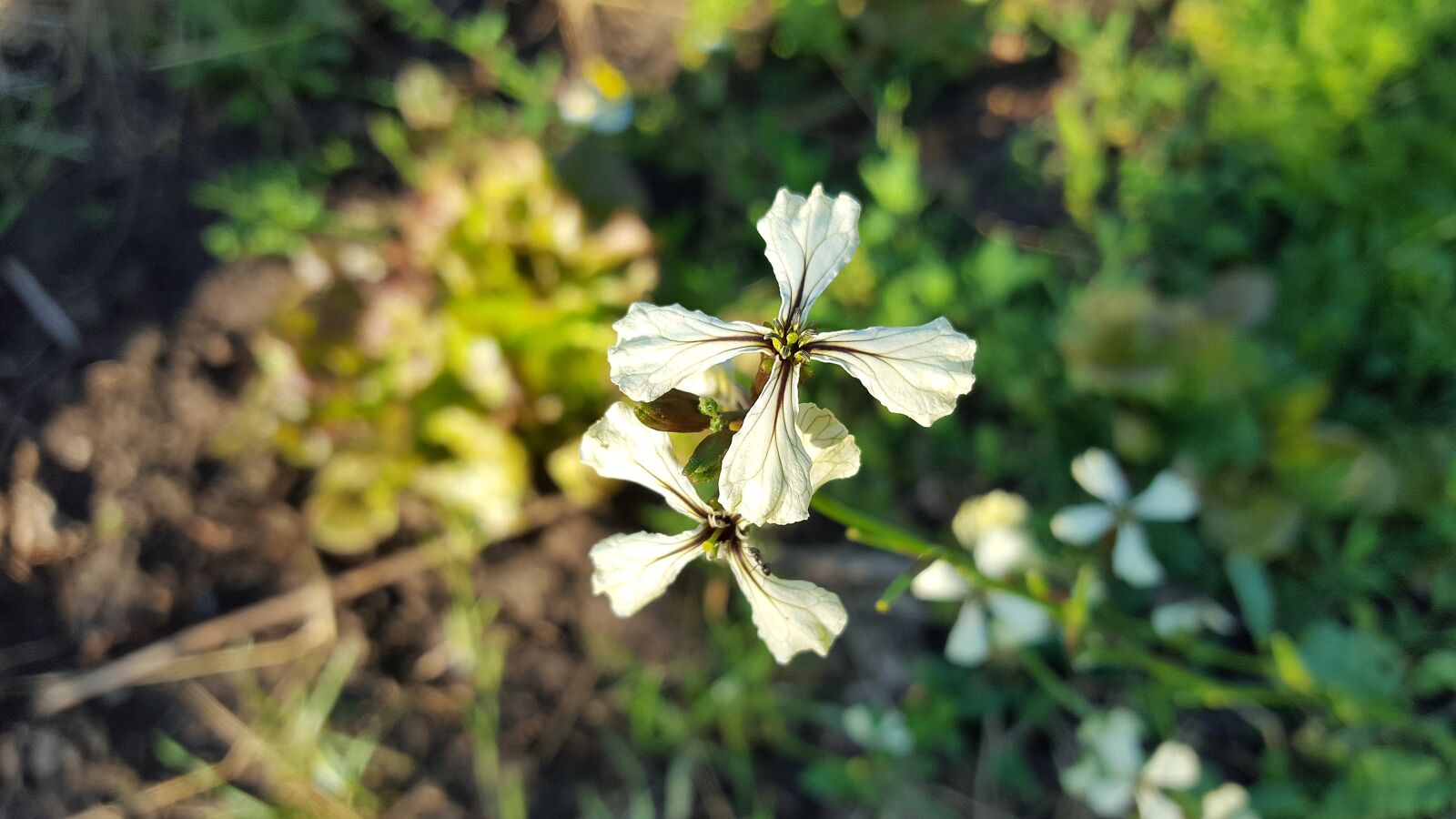 Samsung Galaxy S6 sample photo. Arugula, rucola, eruca sativa photography