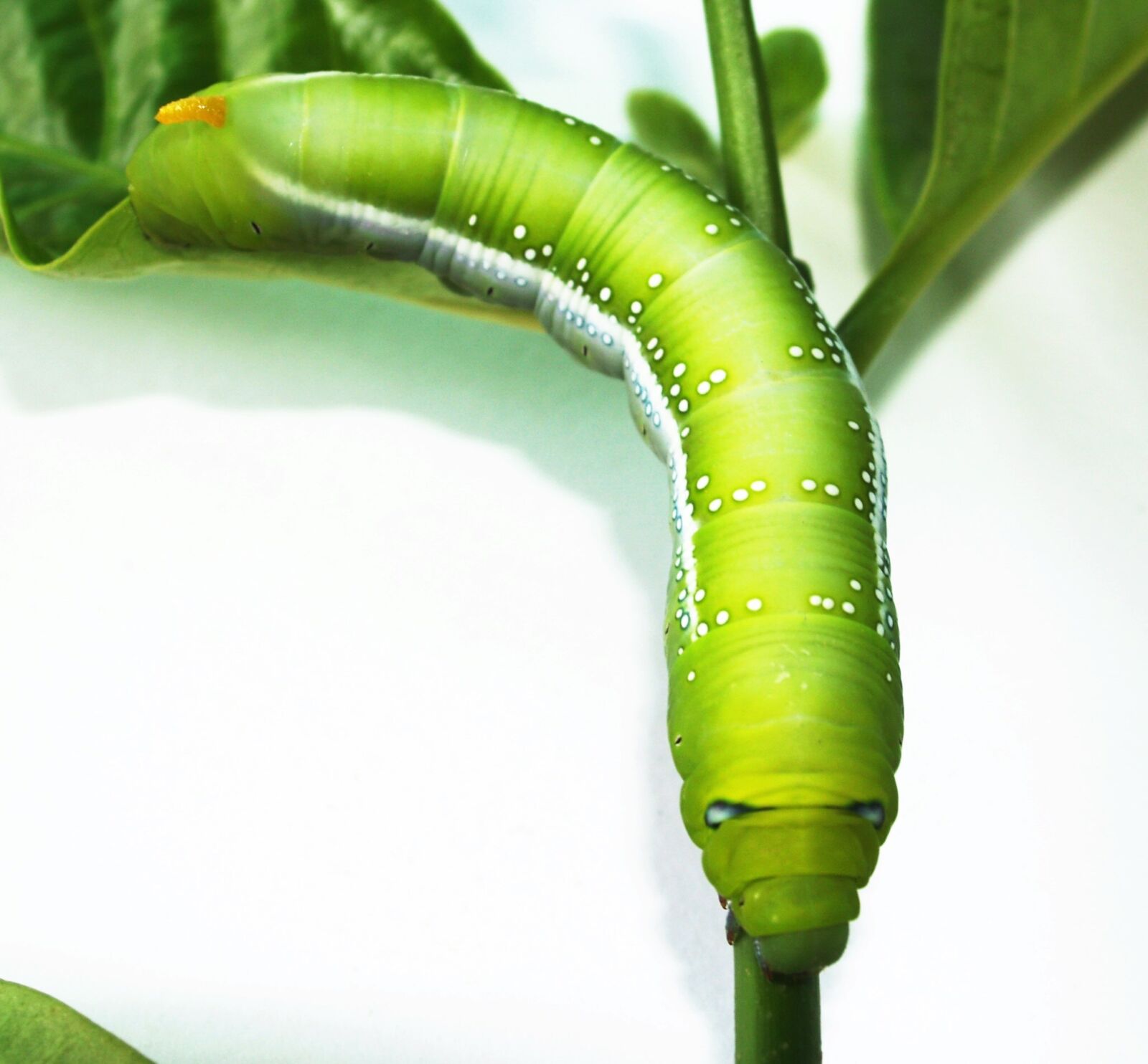 Olympus E-300 (EVOLT E-300) sample photo. Green, worm, closeup photography