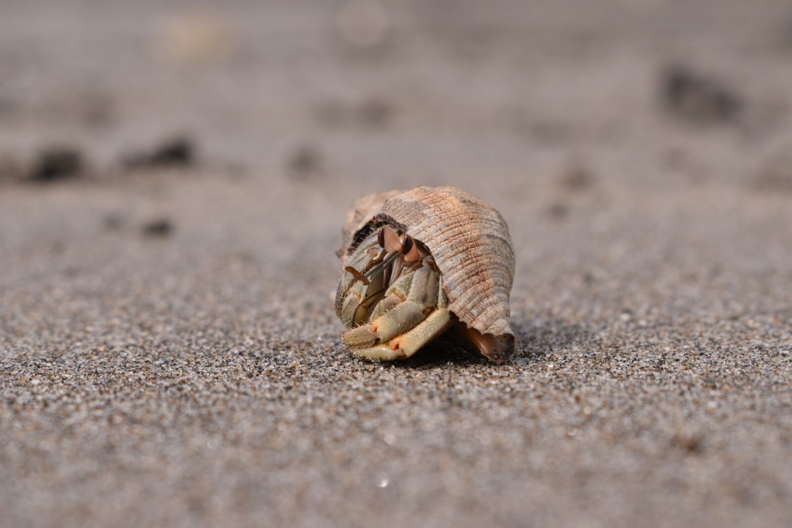 Nikon D5300 sample photo. Sand, beach, costa photography
