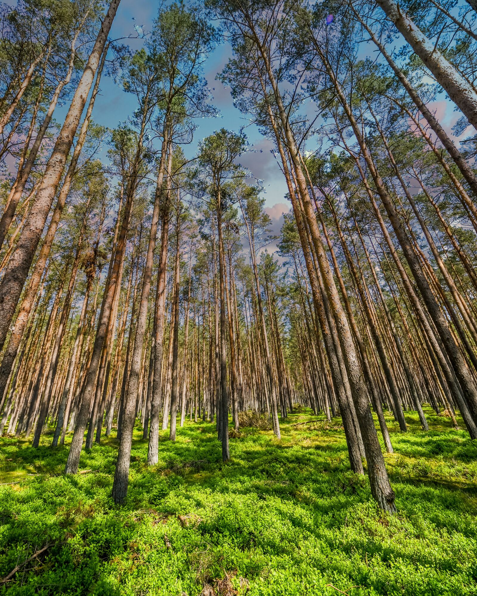 Nikon D850 sample photo. Forest, trees, sky photography
