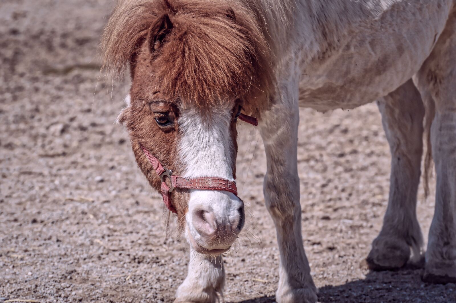 Nikon D3200 sample photo. Pony, horse, cute photography