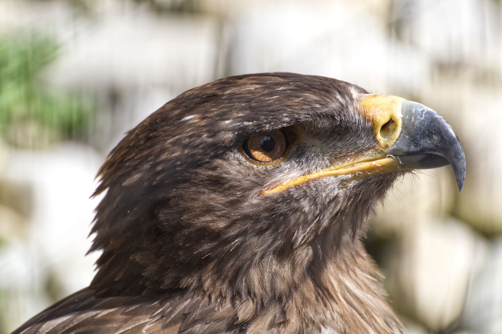 Canon EOS 1300D (EOS Rebel T6 / EOS Kiss X80) sample photo. Bird, falcon, nature photography