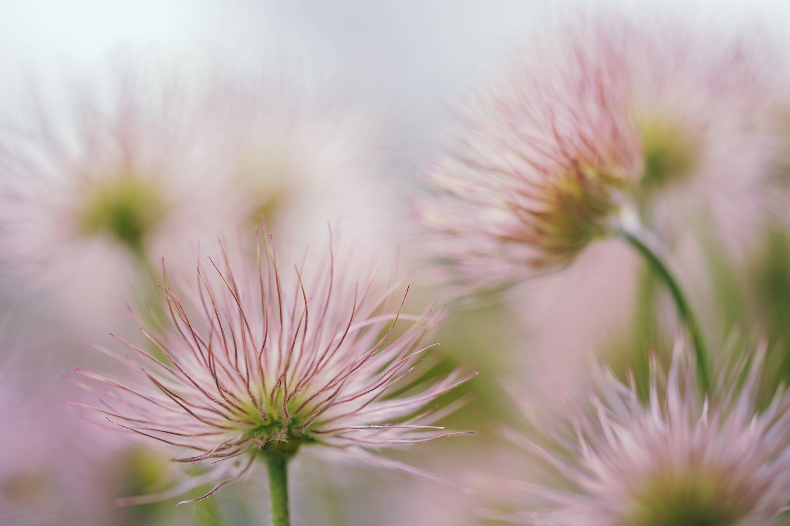 Nikon D3S sample photo. Pasqueflower, blossom, bloom photography