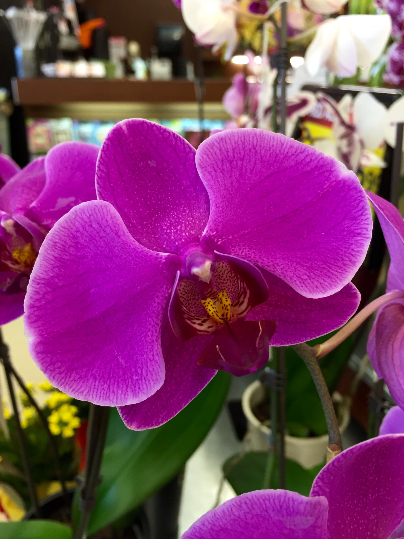 iPhone 6 Plus back camera 4.15mm f/2.2 sample photo. Colored, exotic, floral, flower photography