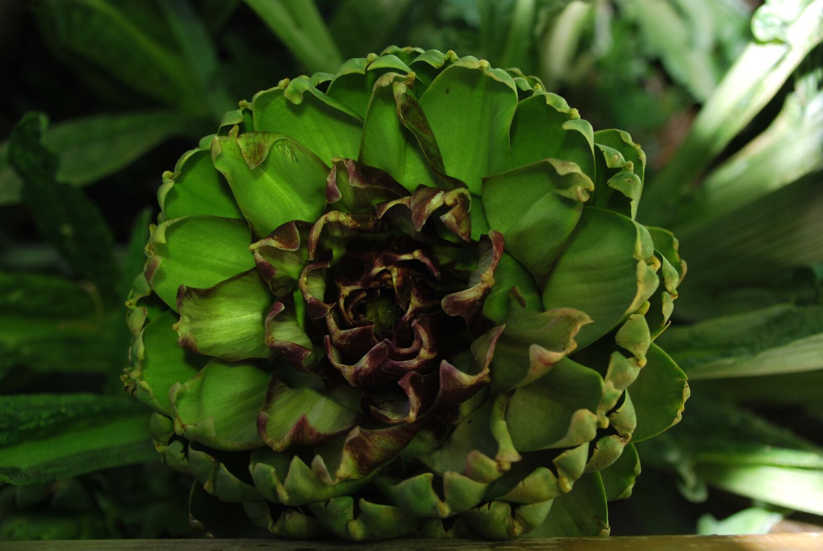 Nikon D60 sample photo. Artichoke, blossom, bloom photography