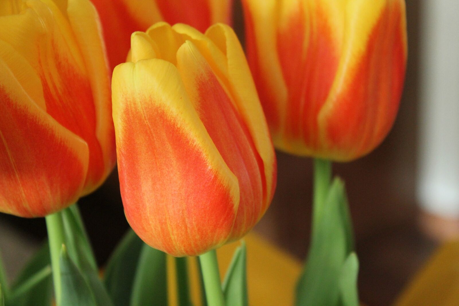 Canon EOS 550D (EOS Rebel T2i / EOS Kiss X4) sample photo. Tulips, flowers, earth day photography