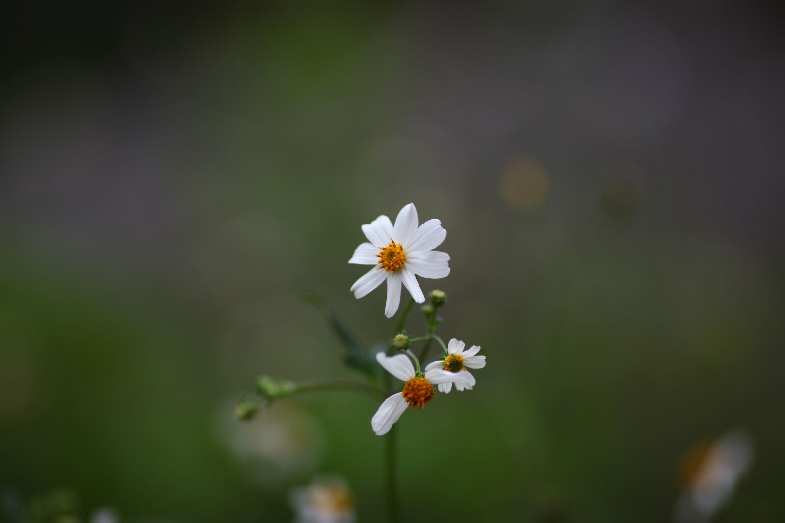 Canon EOS 5D Mark II sample photo. Chrysanthemum, nature, flowers photography