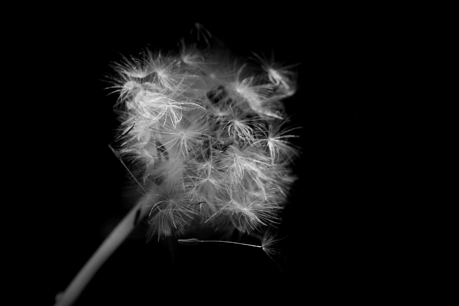 Canon EF-S 18-200mm F3.5-5.6 IS sample photo. Dandelion, black-and-white, seed photography