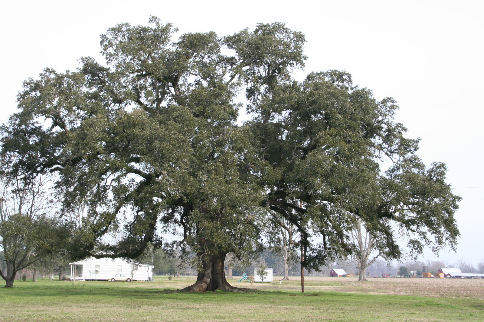 Canon EOS 350D (EOS Digital Rebel XT / EOS Kiss Digital N) sample photo. Live, oak, louisiana, tree photography