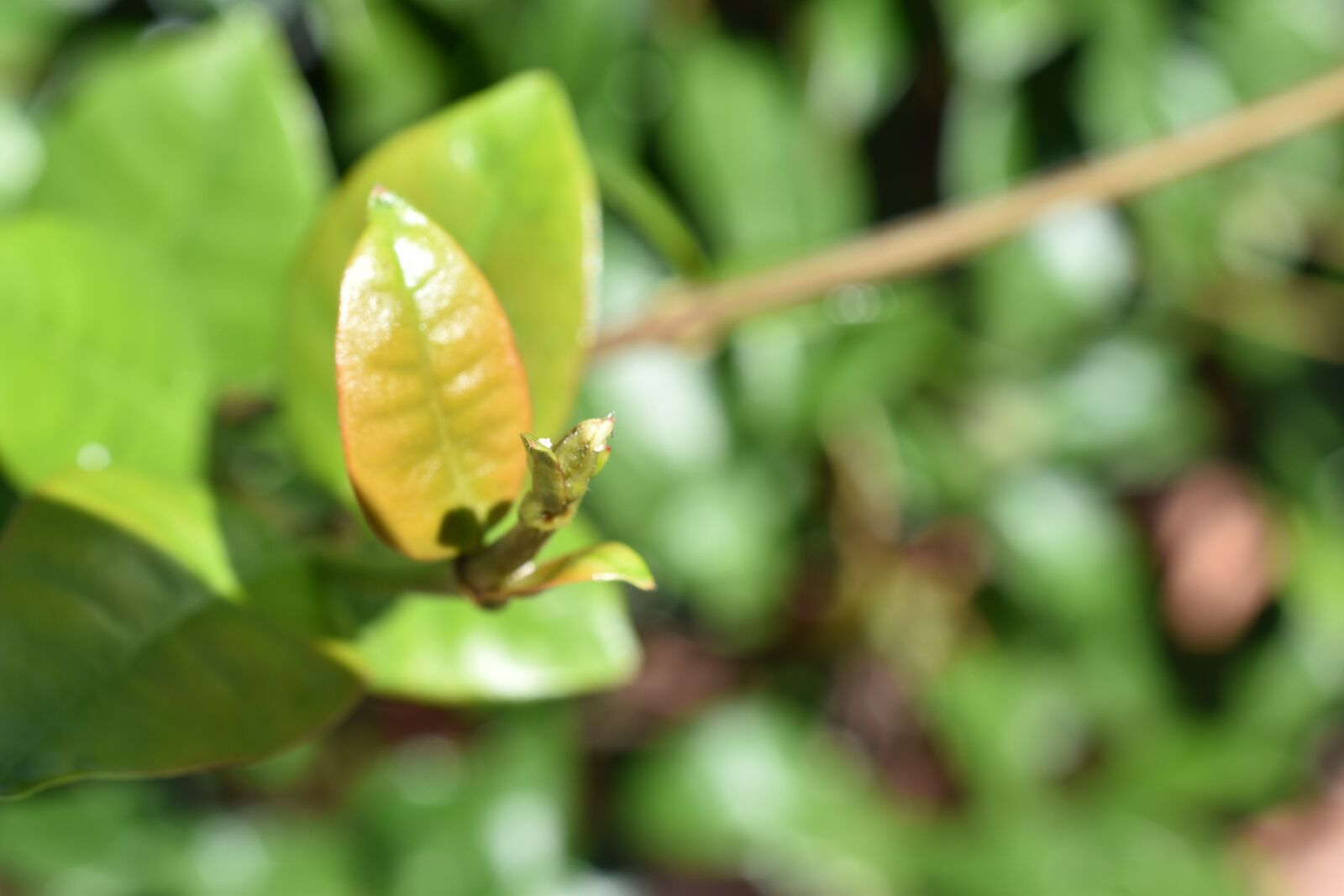 Nikon D5600 sample photo. Leaf, gemma, flower photography