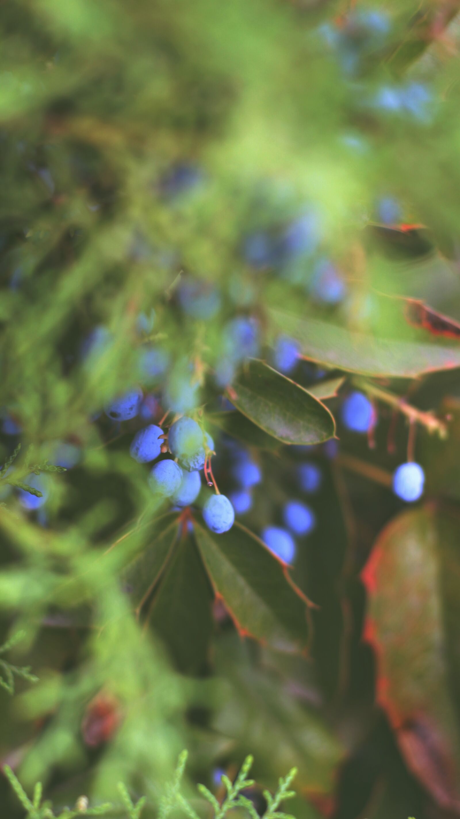 Canon EF 50mm F1.8 STM sample photo. Berry, blue, green photography
