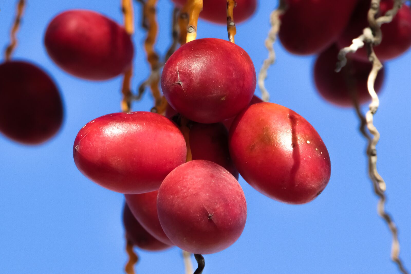 Canon PowerShot SX400 IS sample photo. Date palm, date, fruit photography