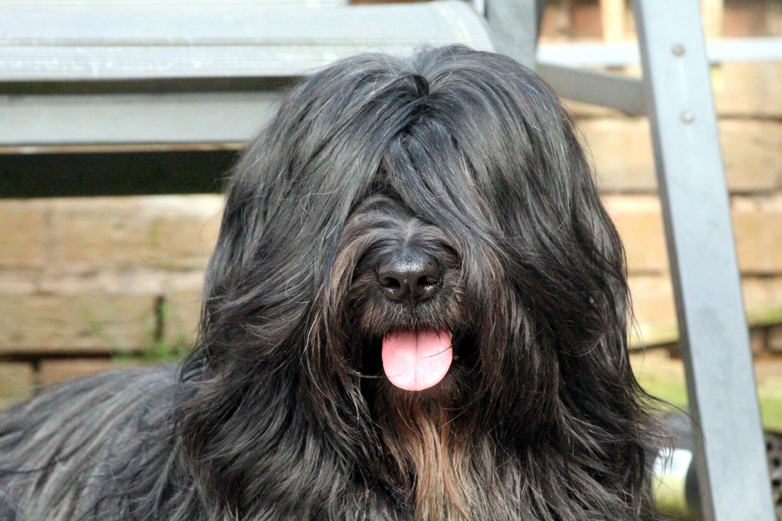 Canon EOS 4000D (EOS Rebel T100 / EOS 3000D) sample photo. Dog, portrait, animal photography