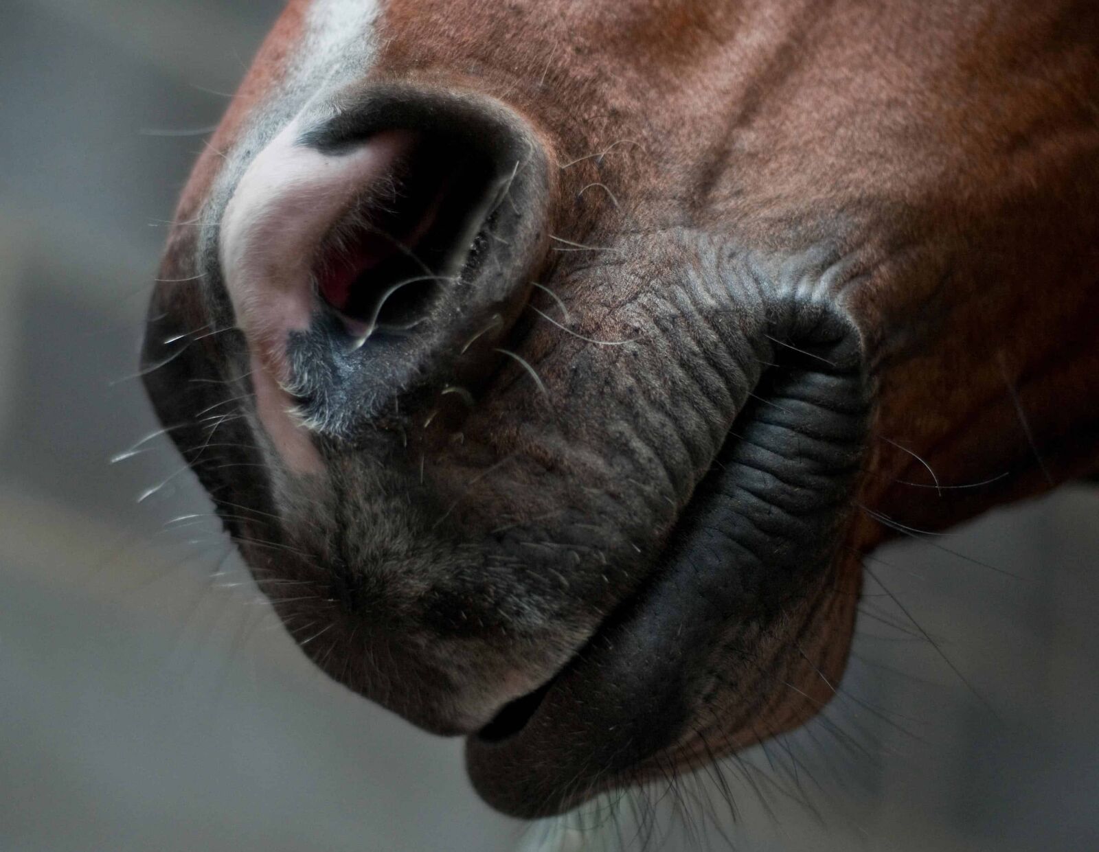 Nikon D300 sample photo. Nose, mouth, head, horse photography