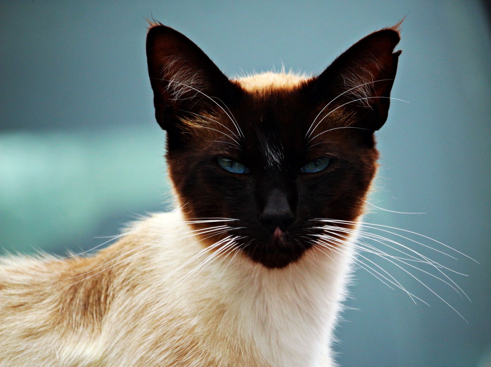 Canon EOS 100D (EOS Rebel SL1 / EOS Kiss X7) sample photo. Cat, mieze, kitten photography
