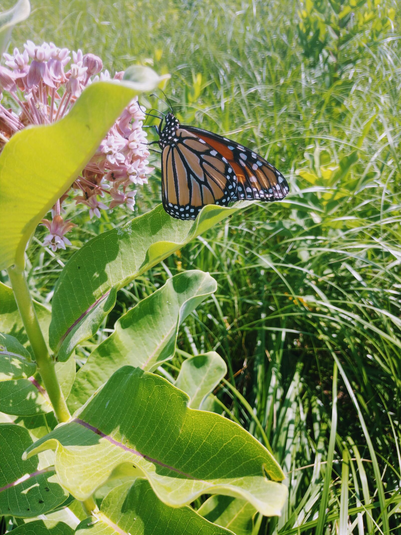 Motorola Moto Z (2) sample photo. Monarch butterfly, prairie field photography