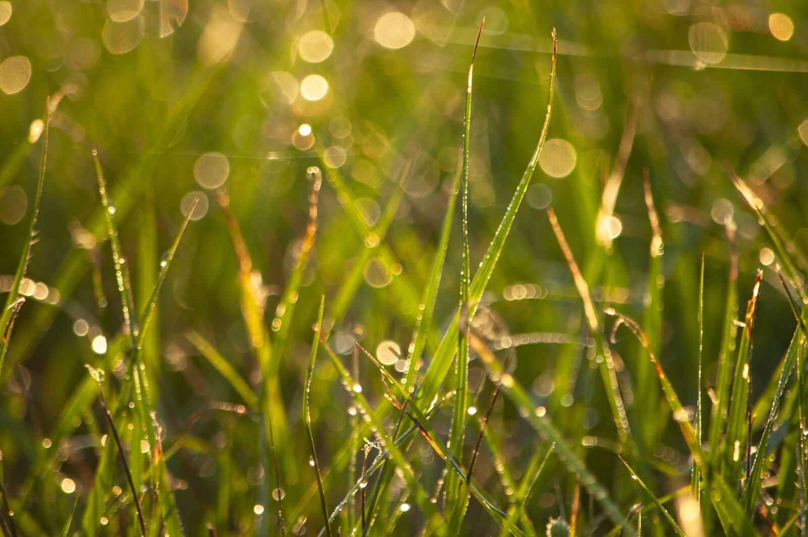 Nikon D5000 sample photo. Lawn, grass, dew photography