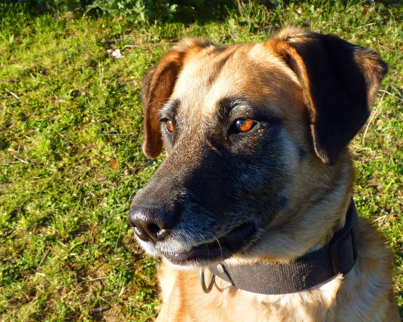 Panasonic Lumix DMC-FZ35 (Lumix DMC-FZ38) sample photo. Animal, dog, canidae photography