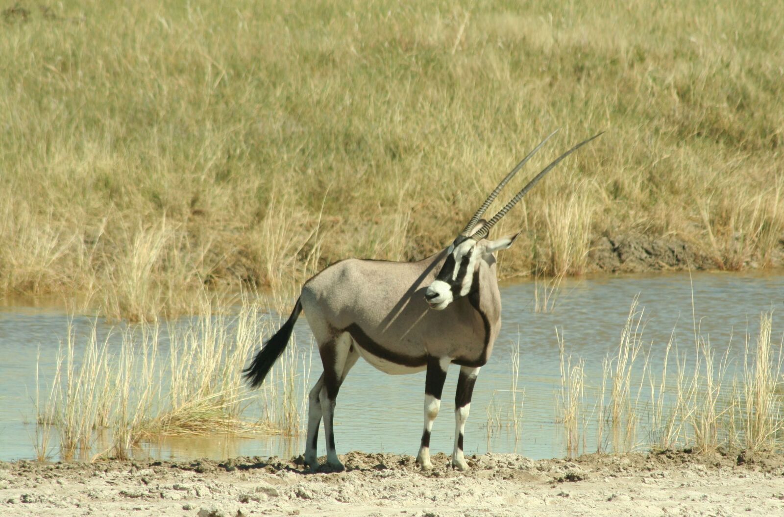 Canon EOS 350D (EOS Digital Rebel XT / EOS Kiss Digital N) sample photo. Oryx, antelope, namibia photography